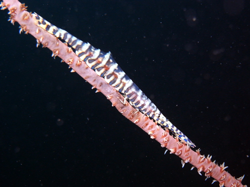top-gorgolian-shrimp.jpg
