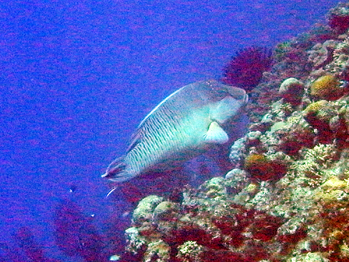 top-napoleonfish.jpg
